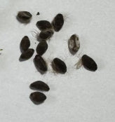 Ipomoea Simplex 5 Pieces Seeds