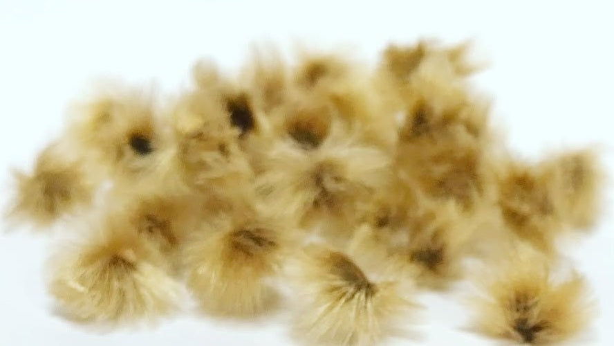 Ipomoea lapathifolia 5 Pieces Seeds