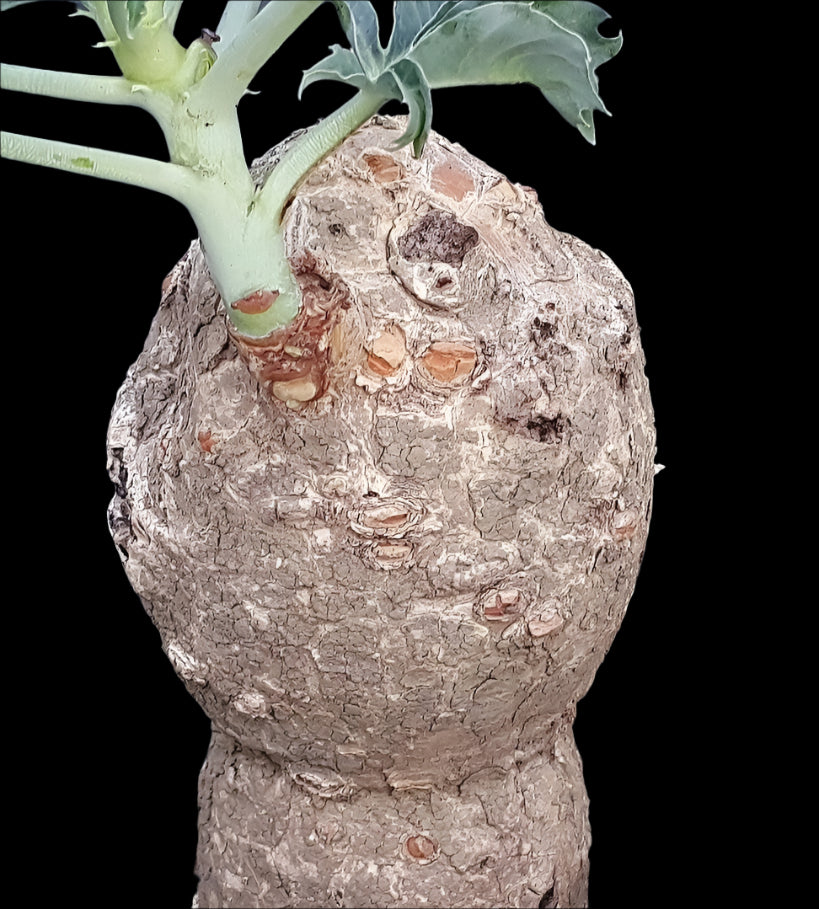 Jatropha Cathartica 4 Pieces Seeds