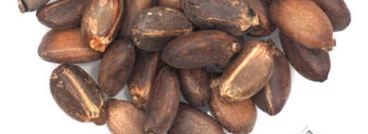 Jatropha Podagrica Yellow Flowers 10 Pieces Seeds