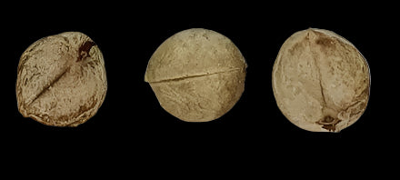 Jatropha Mahafalensis 5 Pieces Seeds