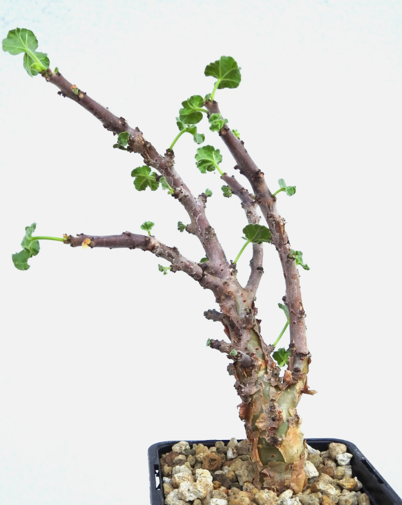 Jatropha pelargonifolia 3 Pieces Seeds
