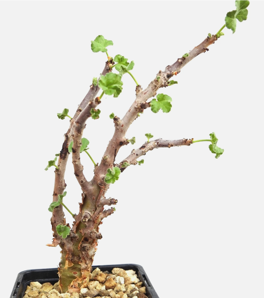 Jatropha pelargonifolia 3 Pieces Seeds