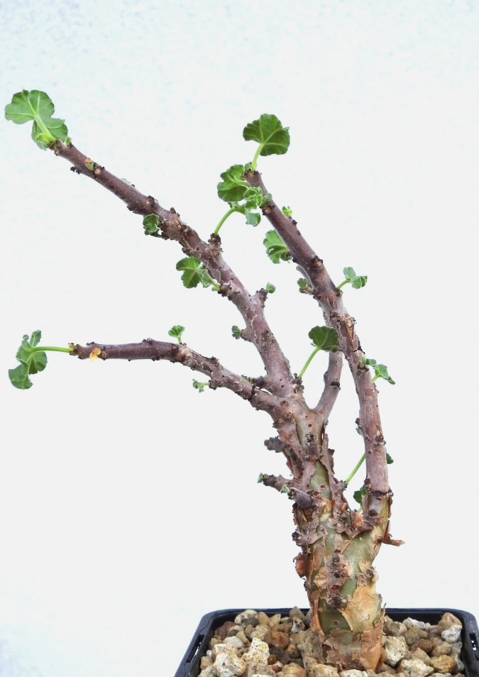 Jatropha pelargonifolia 3 Pieces Seeds
