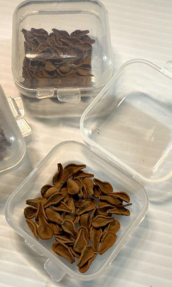 Matelea Cyclophylla 5 Pieces Seeds