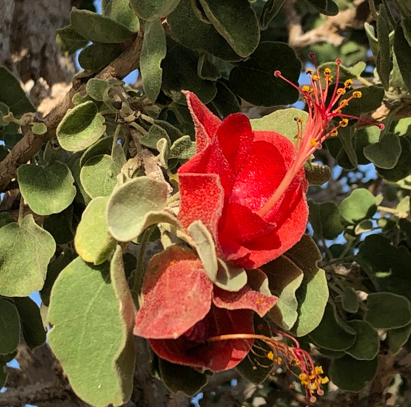 Megistostegium nodulosum 5 Pieces Seeds