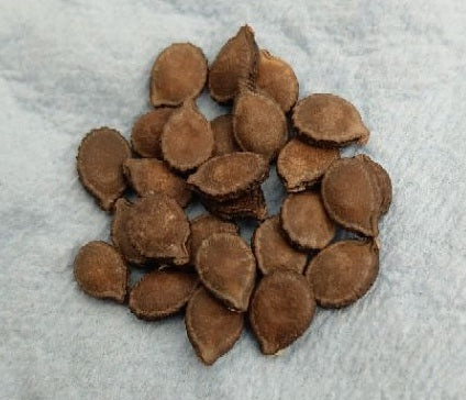 Momordica Rostrata 6 Pieces Seeds
