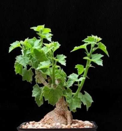 Momordica spinosa 6 Pieces Seeds
