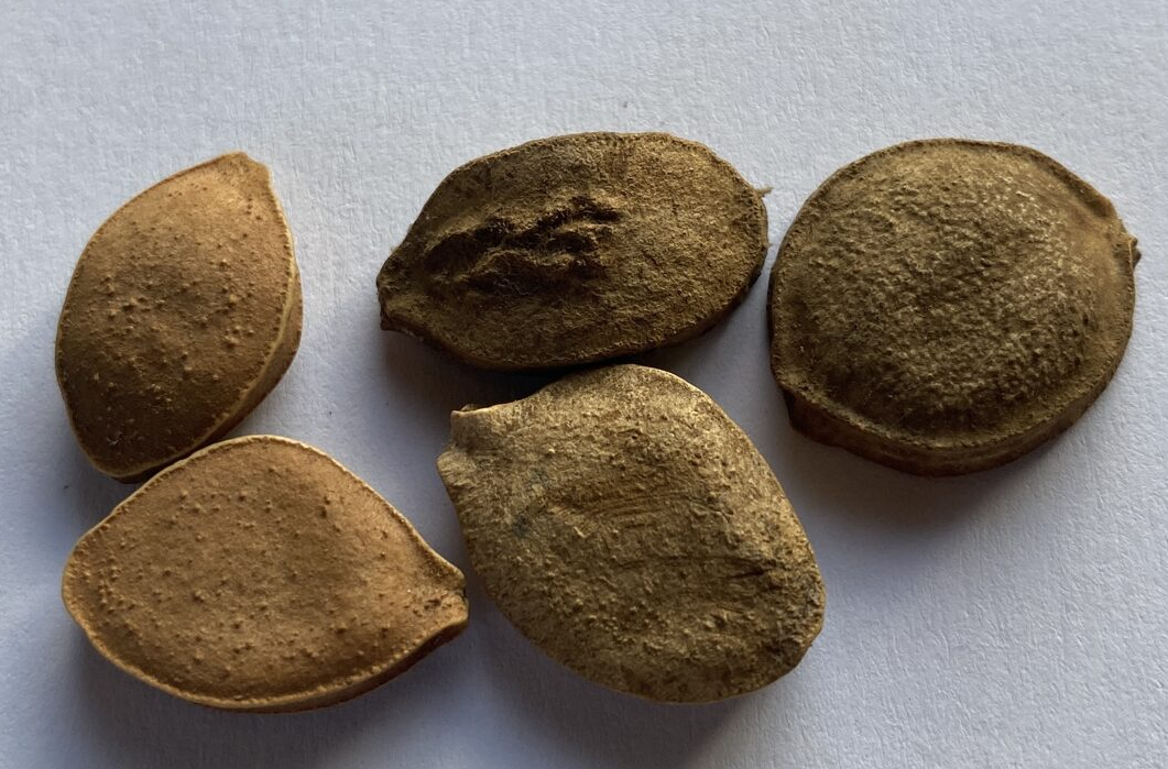 Momordica spinosa 6 Pieces Seeds