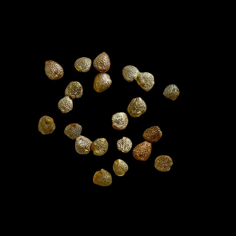 Adenia pechuelii 4 Pieces Seeds
