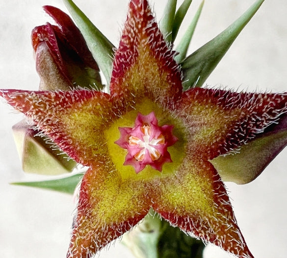 friendship plant seeds Orbea Friendship 6 Pieces Seeds