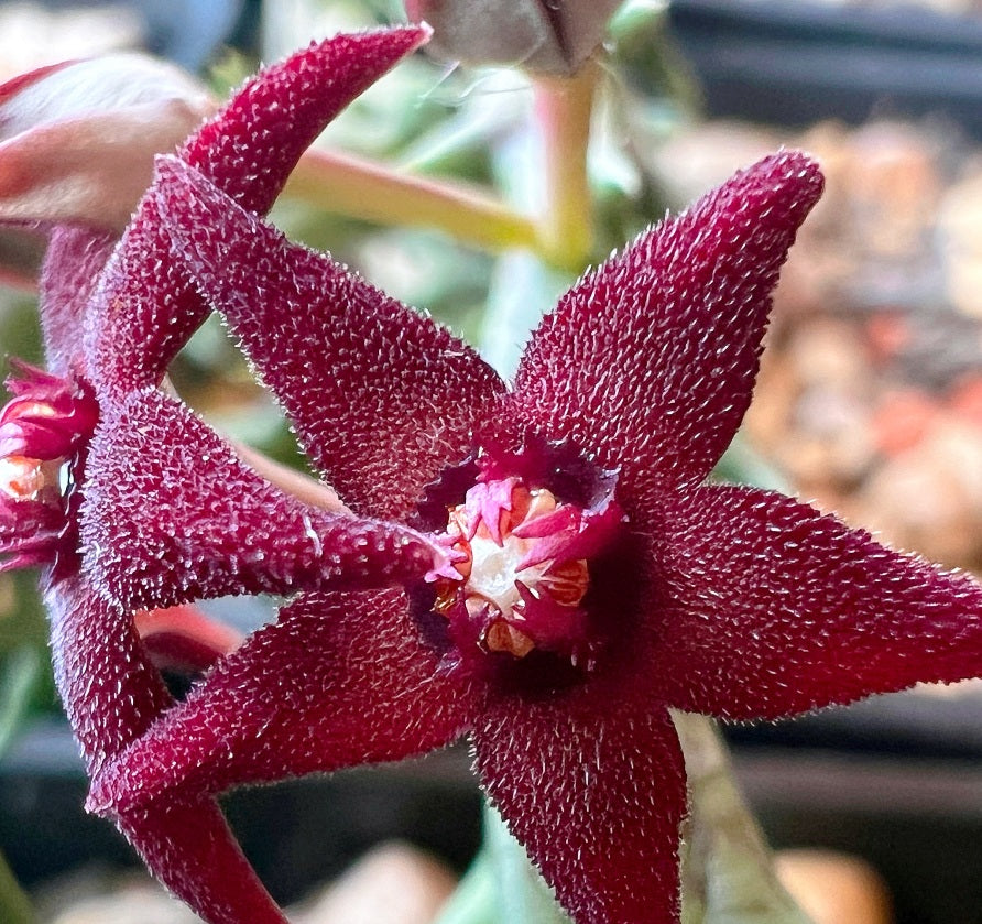 Orbea Subterranea 5 Pieces Seeds