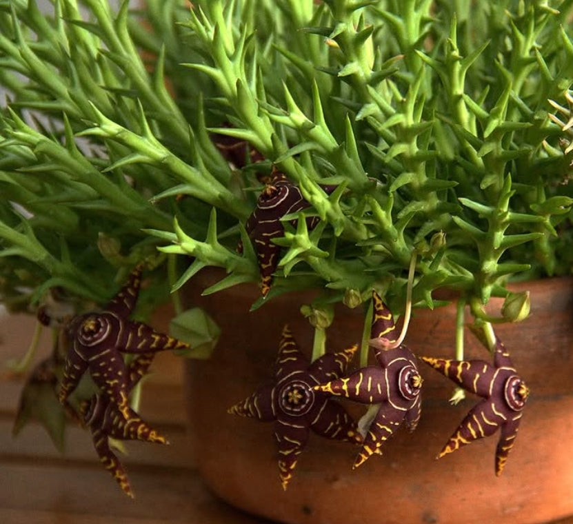 Orbea halipedicola 6 Pieces Seeds