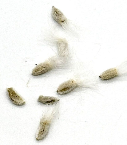 Othonna Intermedia 4 Pieces Seeds