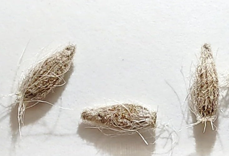 Othonna sp. Steinkopf 5 Pieces Seeds