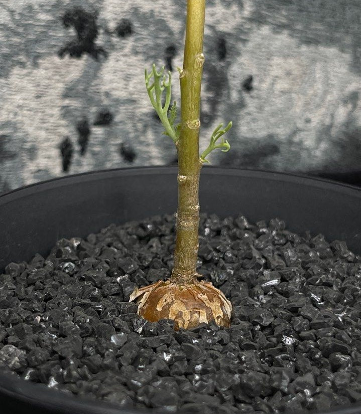 Othonna sp. feather leaves 3 Pieces Seeds