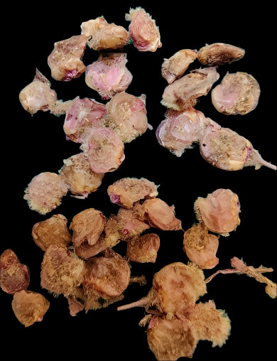 Pachycormus discolor 10 Pieces Seeds