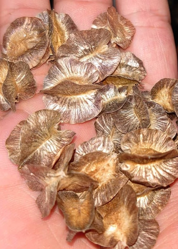 Pterodiscus Elliottii 4 Pieces Seeds