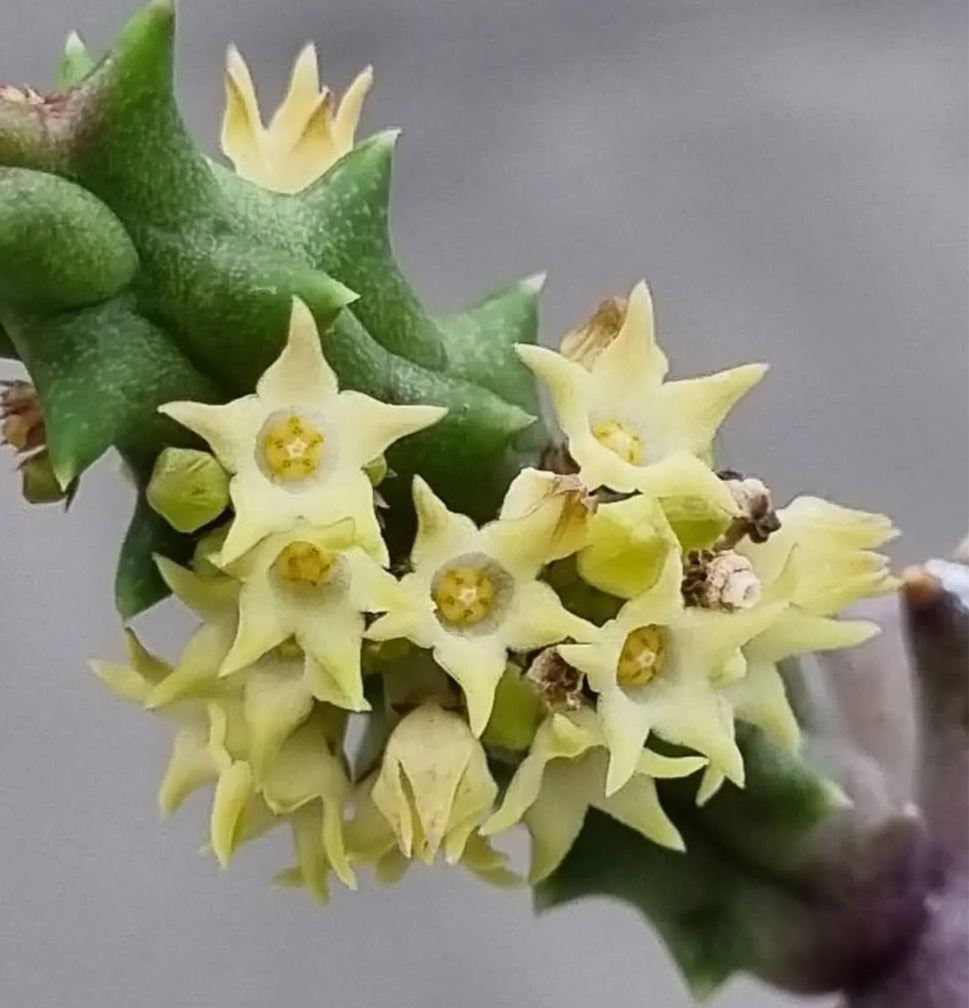 Quaqua Incarnata 5 Pieces Seeds