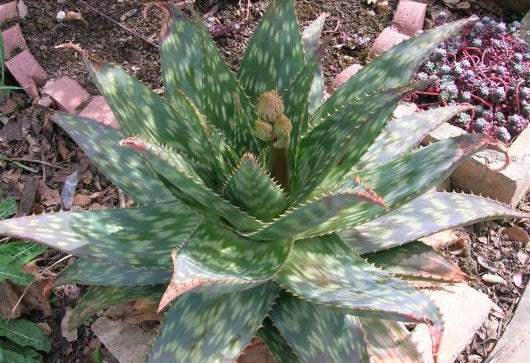 Aloe harlana 10 Pieces Seeds