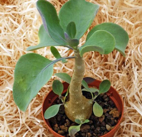 Othonna triplinervia 5 Pieces Seeds