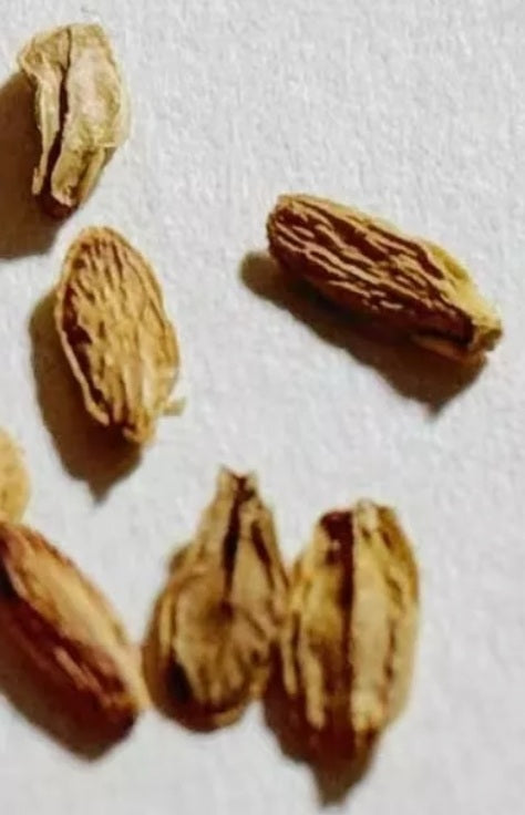 Raphionacme burkei 5 Pieces Seeds