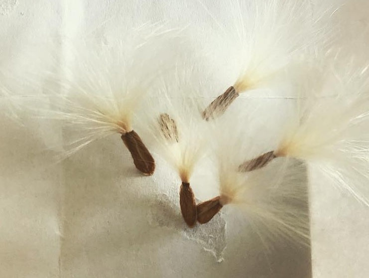 Raphionacme Hirsuta 5 Pieces Seeds