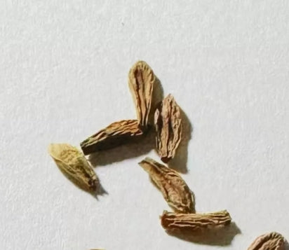 Raphionacme Velutina 5 Pieces Seeds