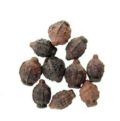Raphionacme angolensis 4 Pieces Seeds