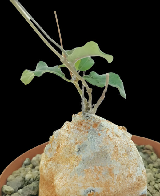 Raphionacme sp. aff. michellii 5 Pieces Seeds