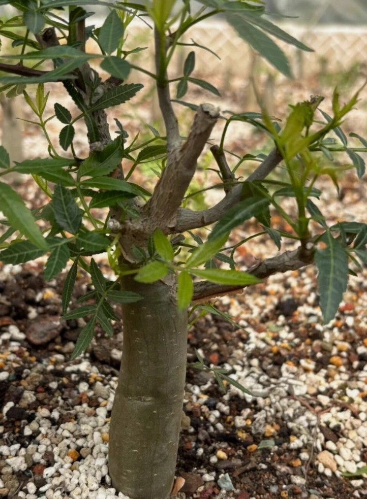 Bursera lancifolia 6 Pieces Seeds