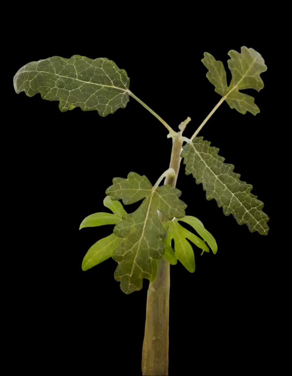 Boswellia elongata – Big Leaf PLANT