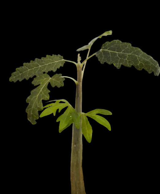 Boswellia elongata – Big Leaf PLANT