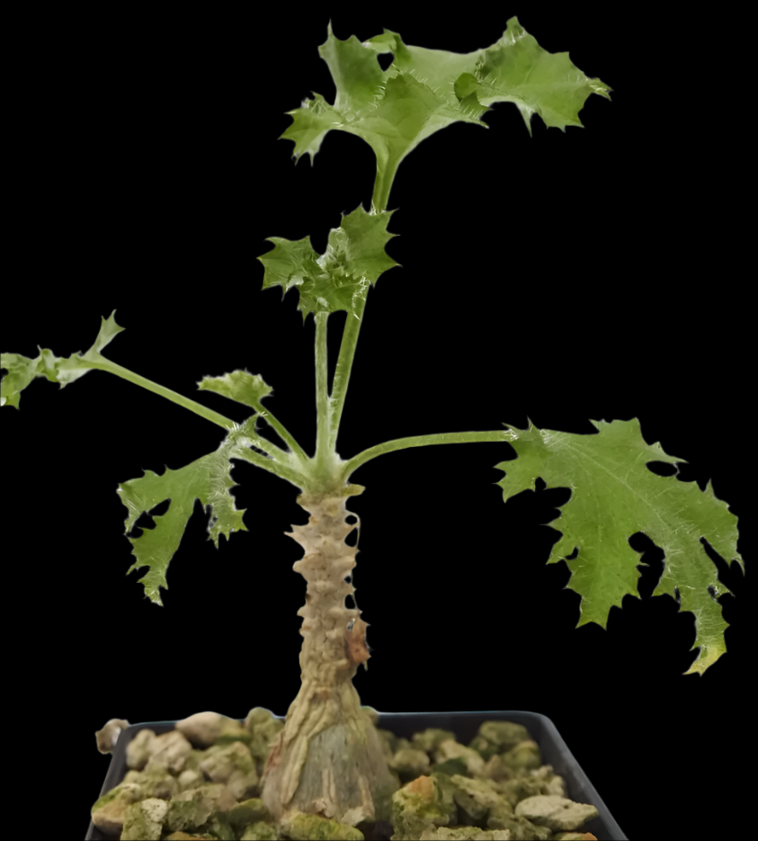 Dendrosicyos socotranus PLANT
