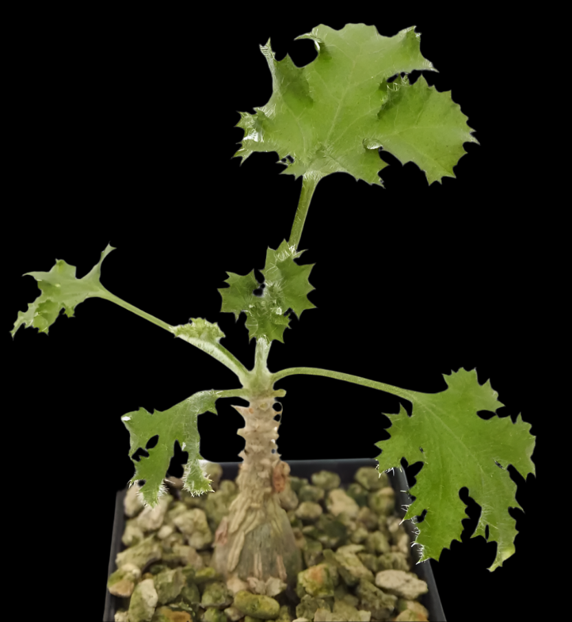 Dendrosicyos socotranus PLANT