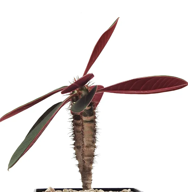 Euphorbia neohumbertii rubrifolia 5 Pieces Seeds