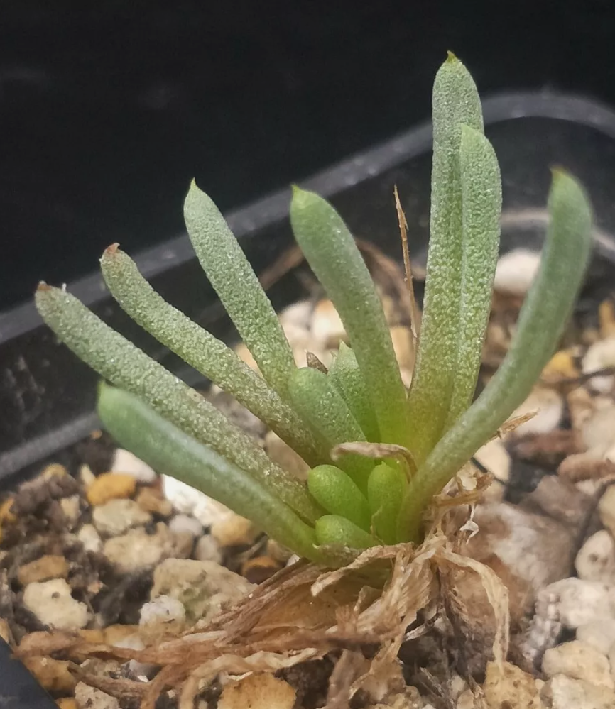 Bulbine sp. Nakaberg 5 Pieces Seeds