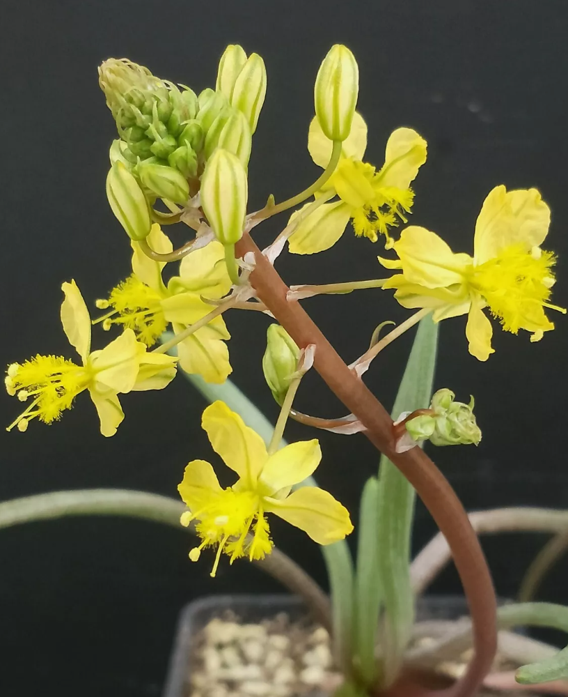 Bulbine sp. Nakaberg 5 Pieces Seeds