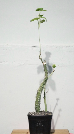 Adenia aculeata ssp aculeata 3 Pieces Seeds