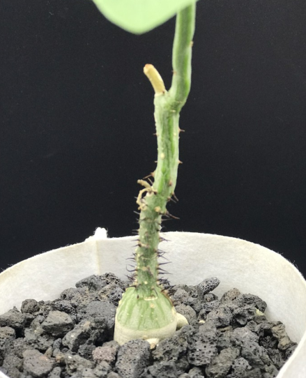 Adenia aculeata ssp aculeata 3 Pieces Seeds