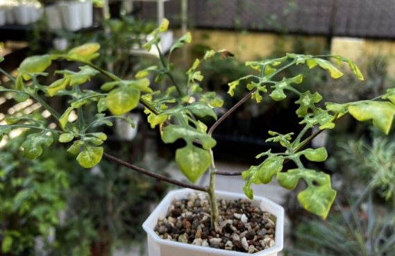 Adenia perrieri Snow Leaf 4 Pieces Seeds