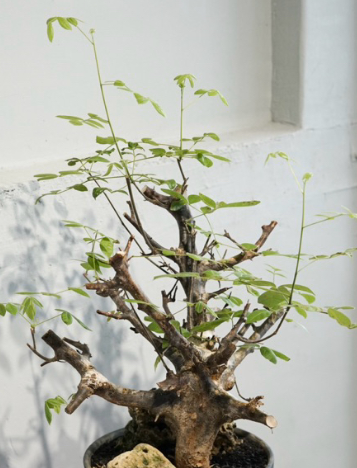 Commiphora mildbraedii 6 Pieces Seeds