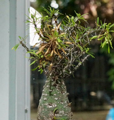 Fouquieria Purpusii 10 Pieces Seeds