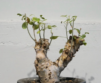 Commiphora kataf var. turkanensis 5 Pieces Seeds