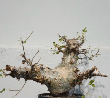 Commiphora kataf var. turkanensis 5 Pieces Seeds
