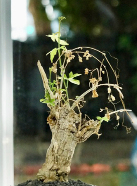 Corallocarpus glomeruliflorus 5 Pieces Seeds