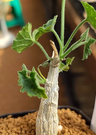 Corallocarpus bainesii 5 Pieces Seeds