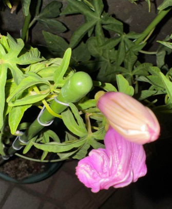 Ipomoea platensis 5 Pieces Seeds