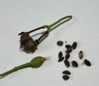 Ipomoea oenotherae 5 Pieces Seeds