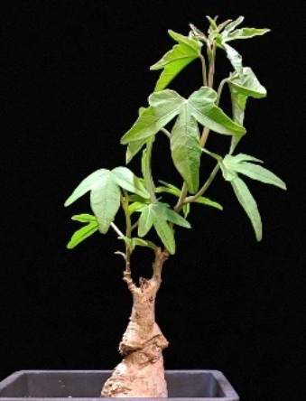 Ipomoea platensis 5 Pieces Seeds